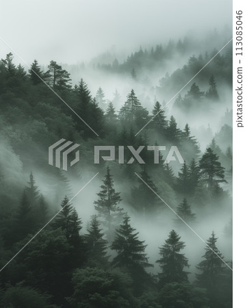 Forest covered in mist with trees, overcast day, dark gray style landscape, minimalist black and white muted palette 113085046