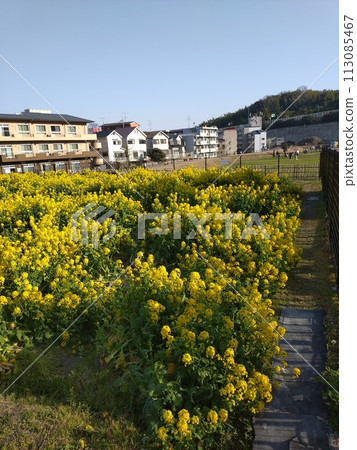 與強姦領域的風景 與強姦領域的風景 113085467
