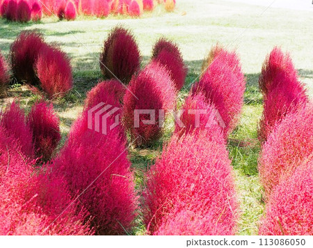 Kochia變紅了 113086050