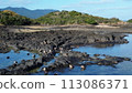 Migratory birds flocking on the lava coast 113086371