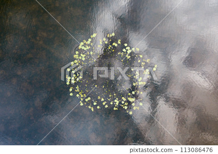 Aerial view of a water lily circle 113086476
