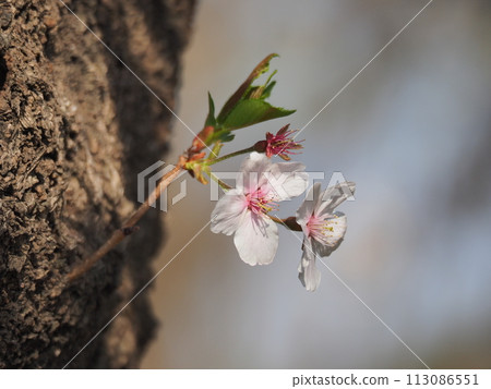 Cherry Blossoms Cherry Blossoms 113086551