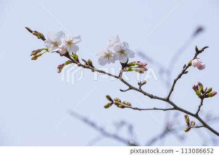 Cherry blossoms starting to bloom Cherry blossoms starting to bloom 113086652