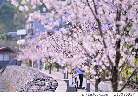 宇治川沿岸的櫻花路 宇治川沿岸的櫻花路 113086937