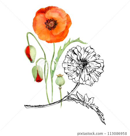 Hand drawn watercolor botanical illustration flowers leaves. Red poppy papaver, stems buds seedpods. Field bouquet isolated on white background. Design wedding, love cards, remembrance day stationery Hand drawn watercolor botanical illustration flowers leaves. Red poppy papaver, stems buds seedpods. Field bouquet isolated on white background. Design wedding, love cards, remembrance day stationery 113086958