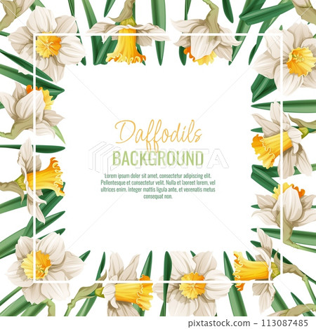 Spring background with daffodils. Postcard, banner for Easter. Spring time. Frame with delicate spring flowers. 113087485