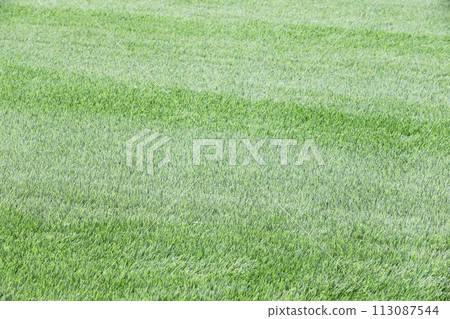 Green lawn 113087544