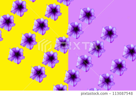 Violet flowers on a yellow-violet background 113087548