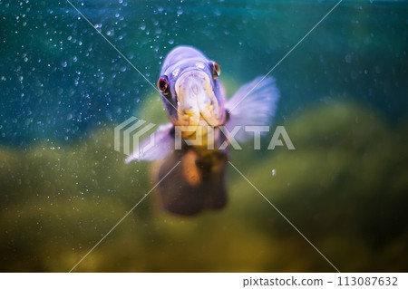 Fish of the class of percid Astronotus blue in the aquarium Fish of the class of percid Astronotus blue in the aquarium 113087632