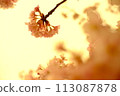 Cherry Blossoms	 113087878