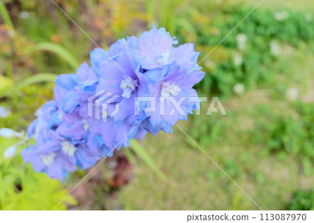 Delphinium photographed from above Delphinium photographed from above 113087970