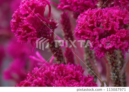 Brightly blooming red celosia flowers 113087971