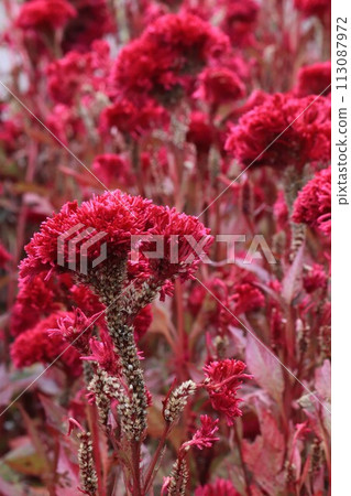 Brightly blooming red celosia flowers Brightly blooming red celosia flowers 113087972