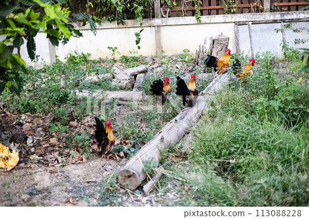 An important rooster leads his chickens for a walk. Agricultural industry. The farming of chickens. 113088228
