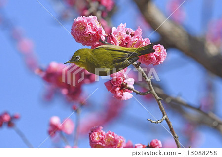 White-eye in the red plum blossoms in full bloom (dynamic image) (spring image) 113088258