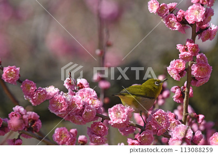 A white-eye on a red plum blossom in full bloom (This is the image) (An interesting image) (Spring image) 113088259
