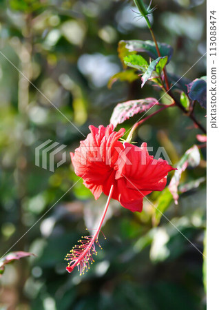 Chinese rose or Hibiscus or Hibiscus rosa sinensis or Hibisceae or Malvaceae , red hibiscus flower Chinese rose or Hibiscus or Hibiscus rosa sinensis or Hibisceae or Malvaceae , red hibiscus flower 113088474