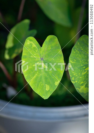 Colocasia esculenta, Lemon Lime Gecko or Colocasia Colocasia esculenta, Lemon Lime Gecko or Colocasia 113088492