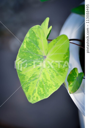 Colocasia esculenta, Lemon Lime Gecko or Colocasia Colocasia esculenta, Lemon Lime Gecko or Colocasia 113088495