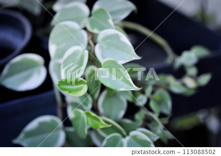 Peperomia scandens or Peperomia, Peperomia Hoffmanii or peperomia nitida or peperomia scandens or Peperomia Scandens Variegata Peperomia scandens or Peperomia, Peperomia Hoffmanii or peperomia nitida or peperomia scandens or Peperomia Scandens Variegata 113088502