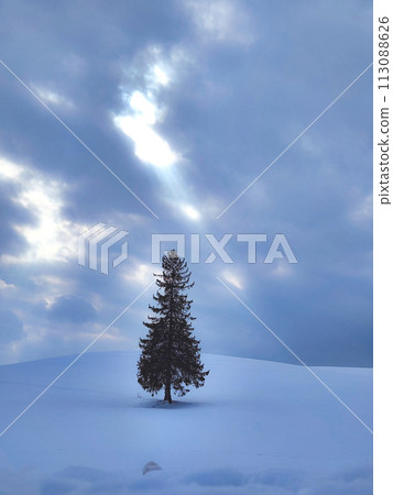 Biei's Christmas tree tree 113088626