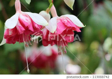 Fuchsia flowers in gorgeous tropical colors 113088742