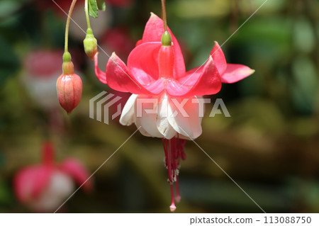 四朵華麗的熱帶彩色紫紅色花 113088750