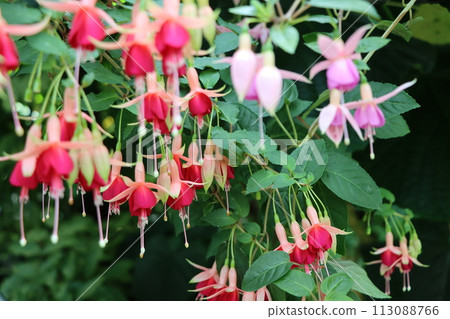 They are called lady's earrings because of their elegant flower shape. They are called lady's earrings because of their elegant flower shape. 113088766