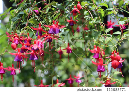 七朵紫紅色花朵,優雅大氣 七朵紫紅色花朵,優雅大氣 113088771