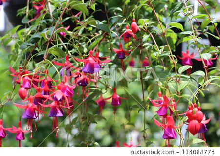 五朵紫紅色花朵,優雅大氣 五朵紫紅色花朵,優雅大氣 113088773