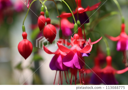 紫紅色的花朵,優雅的氣息 紫紅色的花朵,優雅的氣息 113088775
