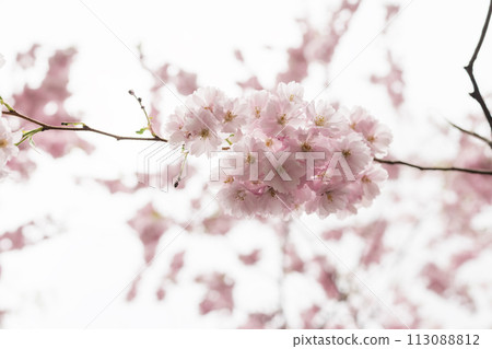 Spring background of blossom cherry flowers closeup Spring background of blossom cherry flowers closeup 113088812