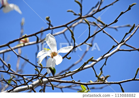Kobushi(信義)的白色花朵 Kobushi(信義)的白色花朵 113088882