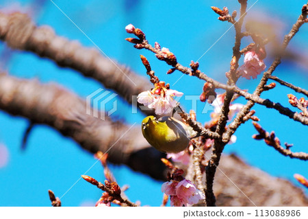 櫻花和繡眼鳥的春天 櫻花和繡眼鳥的春天 113088986