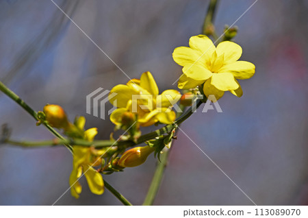 大雞蛋花（黃梅花偽） 113089070