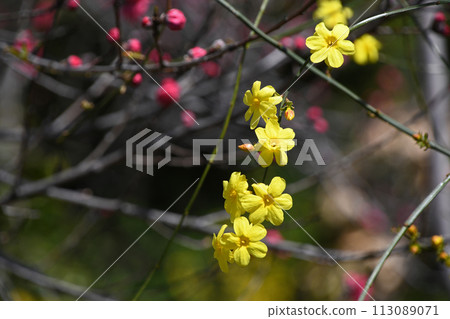 Great Plumeria (yellow plum pseudo) 113089071