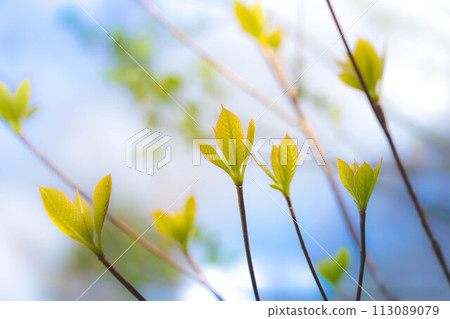 Spring fields and mountains: bright sunlight and fresh greenery Spring fields and mountains: bright sunlight and fresh greenery 113089079