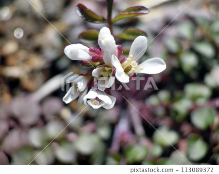 短附花(秋田市、3/19) 短附花(秋田市、3/19) 113089372