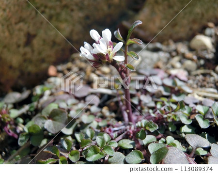 短附花(秋田市、3/19) 短附花(秋田市、3/19) 113089374