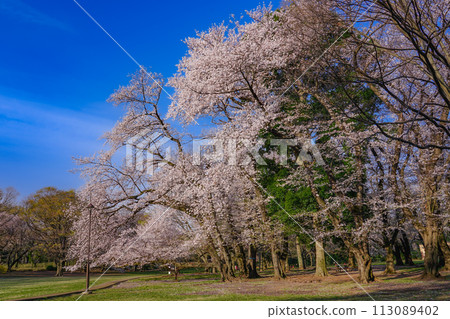 衣田公園的櫻花映襯著清晨的藍天(東京都世田谷區) 衣田公園的櫻花映襯著清晨的藍天(東京都世田谷區) 113089402