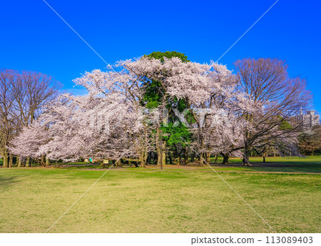 衣田公園的櫻花映襯著清晨的藍天（東京都世田谷區） 113089403