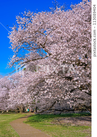 衣田公園的櫻花映襯著清晨的藍天(東京都世田谷區) 衣田公園的櫻花映襯著清晨的藍天(東京都世田谷區) 113089404
