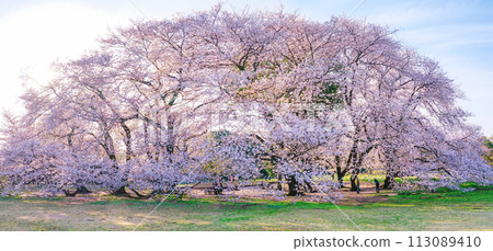 Cherry blossoms at Kinuta Park shine against the morning blue sky (Setagaya Ward, Tokyo) 113089410