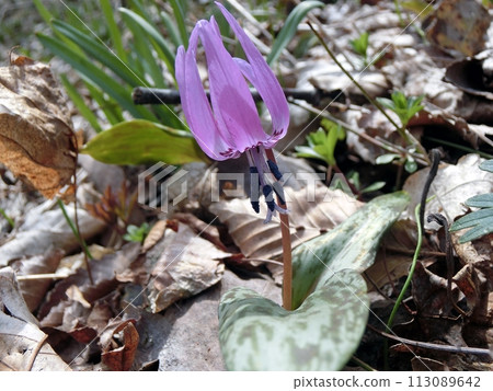 Dogtooth violets (Oga City, Monzen Chorakuji Temple, March 28th) 113089642