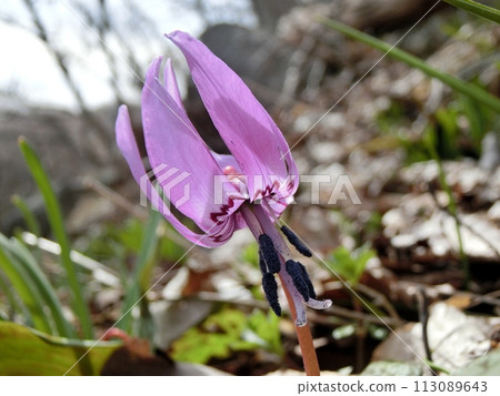 Dogtooth violets (Oga City, Monzen Chorakuji Temple, March 28th) 113089643