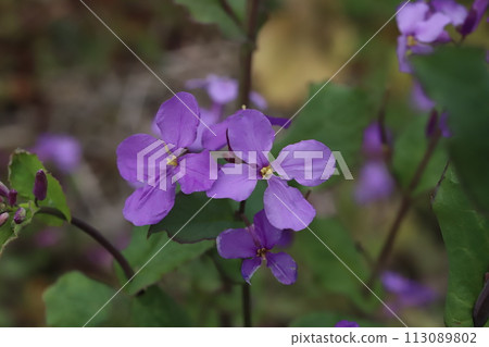 Purple lily of the valley flowers blooming in a spring garden Purple lily of the valley flowers blooming in a spring garden 113089802