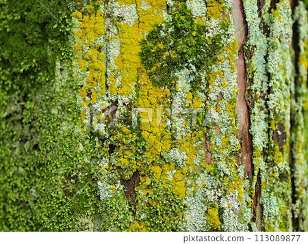 長滿青苔的樹皮背景資料 長滿青苔的樹皮背景資料 113089877