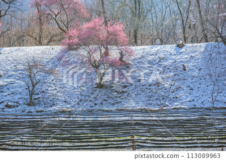 紅梅與小雪【大王芥末農場】 紅梅與小雪【大王芥末農場】 113089963