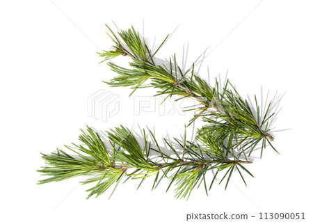 Himalayan cedar tree twigs isolated on a white background. Cedrus deodara 113090051