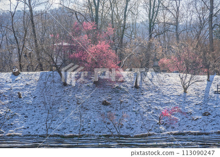 Red plum and light snow [Daio Wasabi Farm] 113090247